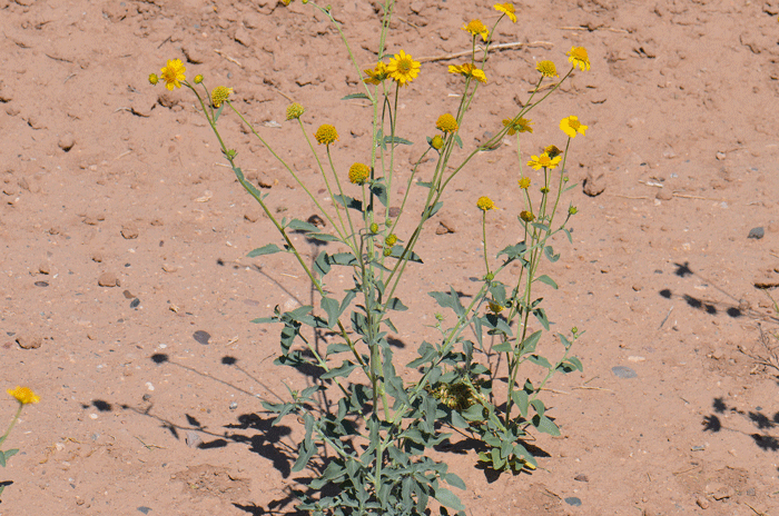 Golden Crownbeard grows between 2 and 3 feet (61-91 cm) tall, or more. Blooming takes place from April or May to September, October, and November, and as late as December in California.
Verbesina encelioides
